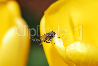 fliege auf gelber tulpe grossansicht