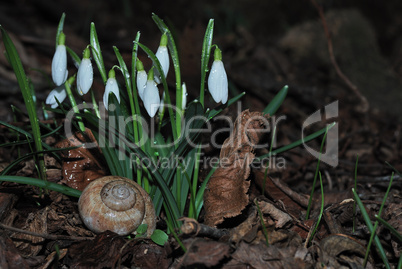 viele schneeglocken mit schnecke