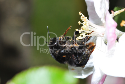 schwarze hummel mit bluetenstaub