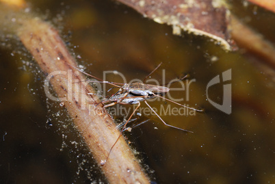 wasserlaeufer aufeinander