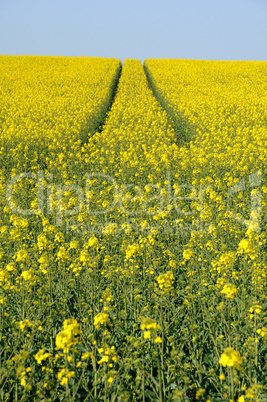 Val d Oise, a field of rape in spring