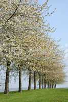 France, flowering trees in Aincourt