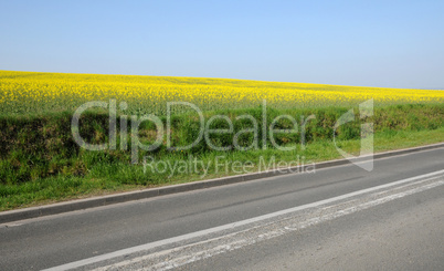 Val d Oise, a field of rape in spring