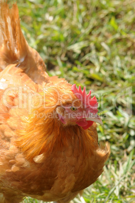 France, poultry farming in Brueil en Vexin