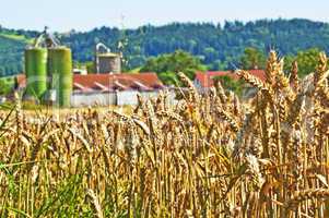 Weizen mit Silo im Hintergrund