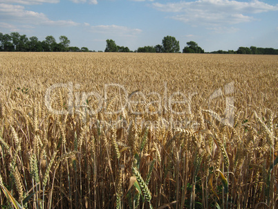 Weizenfeld mit blauem Wolkenhimmel