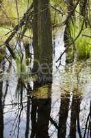 Moortümpel - Baum unter Wasser