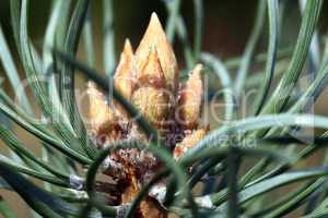 Blau-Fichte - Picea pungens - Knospen