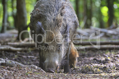 Wildschwein