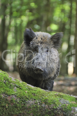 Wildschwein