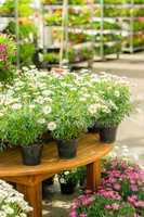 Potted flowers on table in garden shop