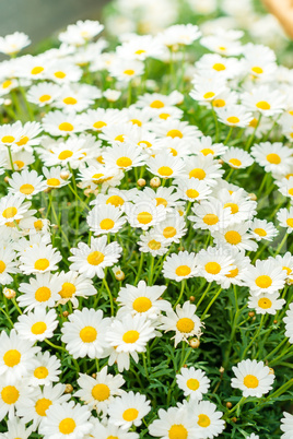 Daisy white flower bouquet