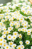 Daisy white flower bouquet