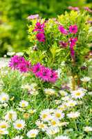 Spring flowers white and purple daisy gardening