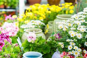 Daisy flower at garden centre retail store