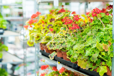 Muscat potted flowers on shelves garden shop