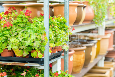 Potted flowers on shelves in garden shop