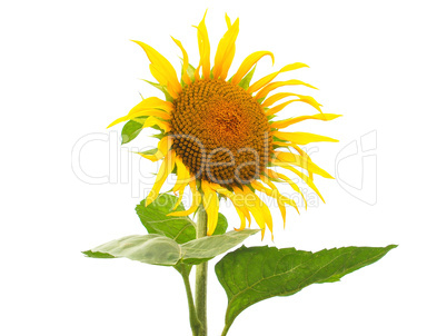 Sunflower flower