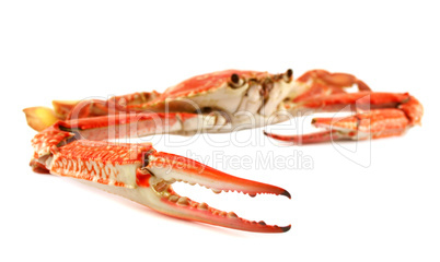 Cooked Blue Swimmer Crab