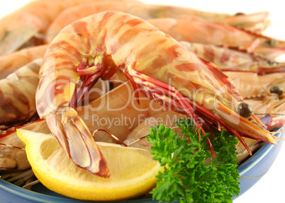 Green Tiger Prawn