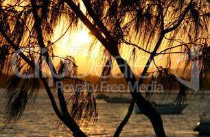 Casuarina Against The Sun