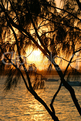 Casuarina Against The Sun 2