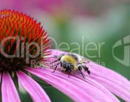 Hummel auf Blüte