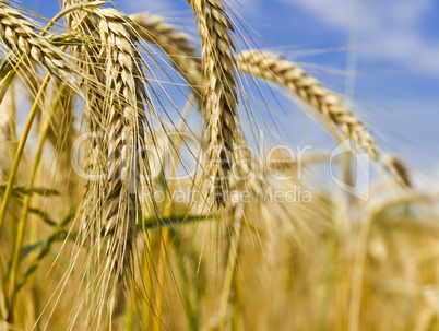 harvest time