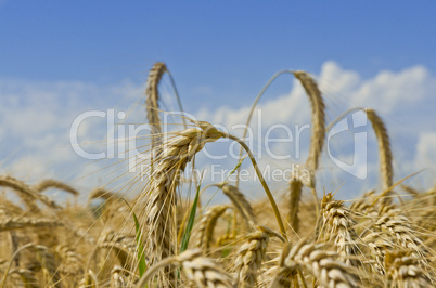 harvest time