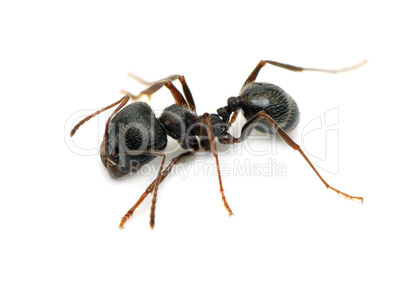 ant