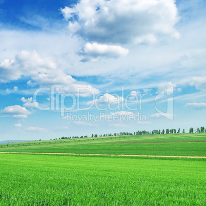 field and the beautiful blue sky