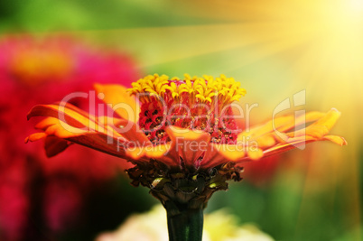 beautiful flower in rays sun