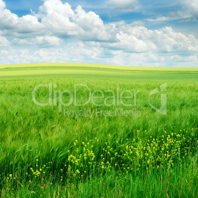 field and sky