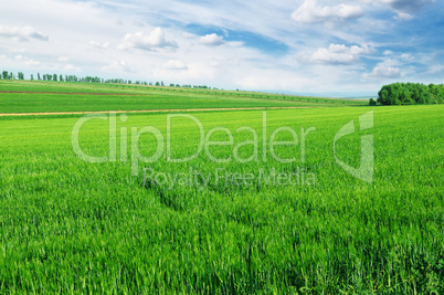 field and sky