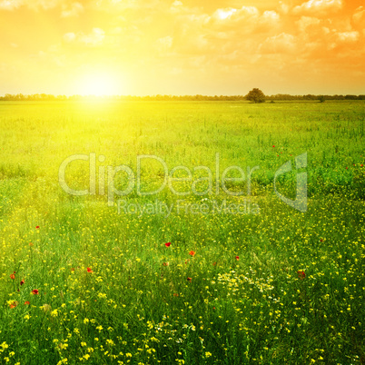 Beautiful sunset on a spring field