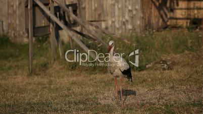 A close look of a stork