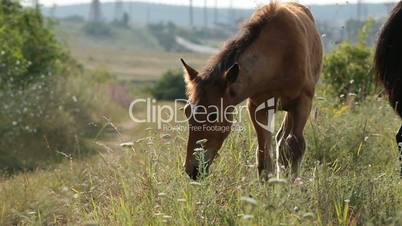 A foal in the field