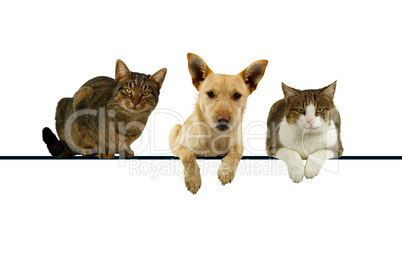 Dog and cats over a blank banner