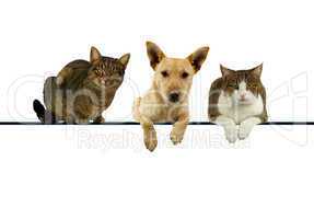 Dog and cats over a blank banner