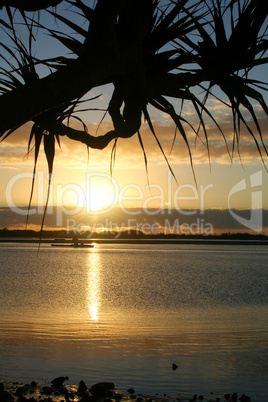 Pandanus Against The Sun