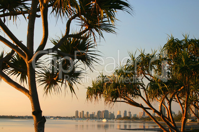 Pandanus Trees In The Early Morning