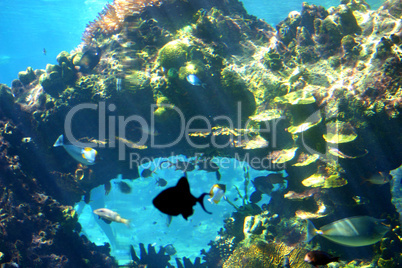 Underwater Reef Scene