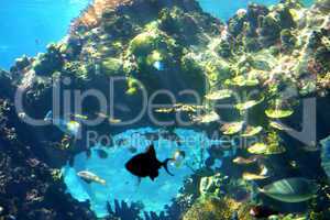 Underwater Reef Scene