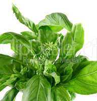 Fresh Herbs Basil 2