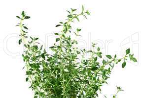 Fresh Herbs Thyme 2