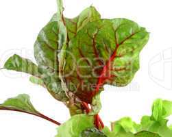 Red Chard Lettuce
