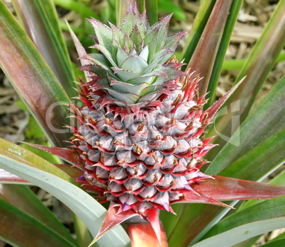 Pineapple Bud