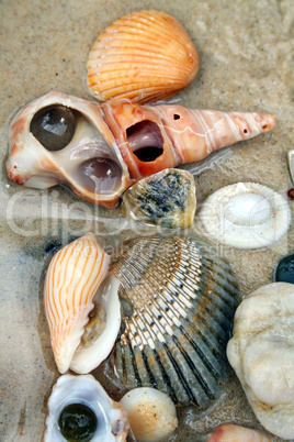 Seashells 2