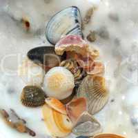 Shells Under Water