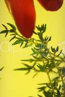 Chillies And Thyme 4